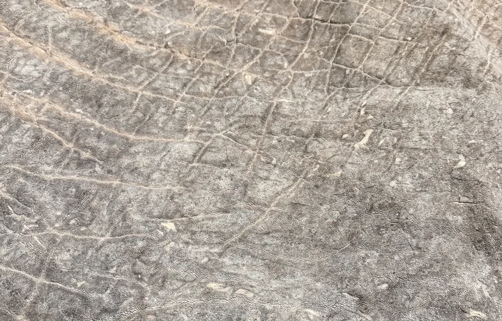 Grey exotic leather texture close-up
